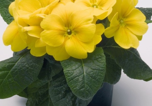 Primula elatior Piano Yellow