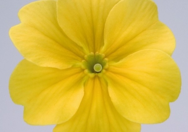 Primula elatior Piano Yellow
