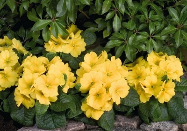 Primula elatior Piano Yellow