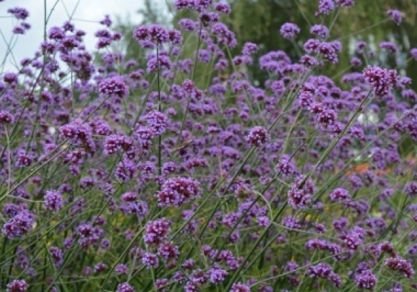 Verbena bonariensis Finesse