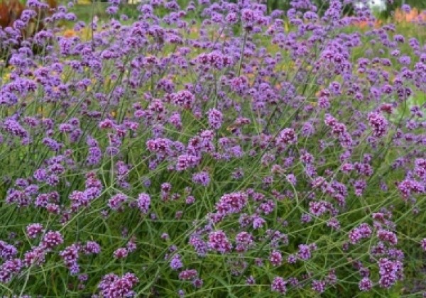 Verbena bonariensis Finesse