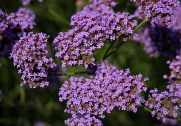Verbena bonariensis Vanity