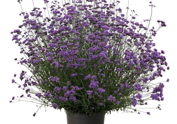 Verbena bonariensis Vanity