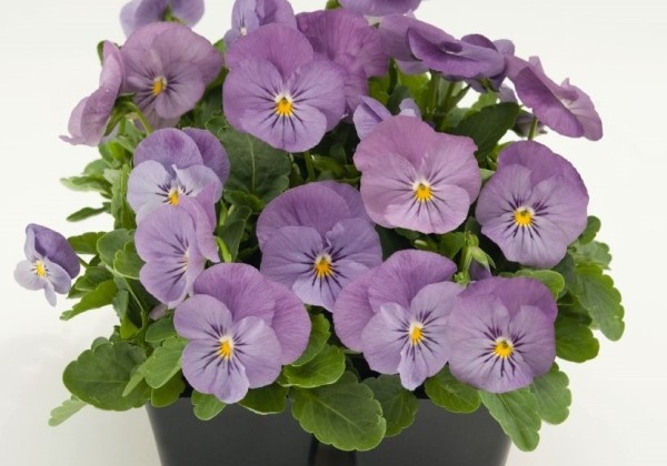 Viola cornuta Admire Pink