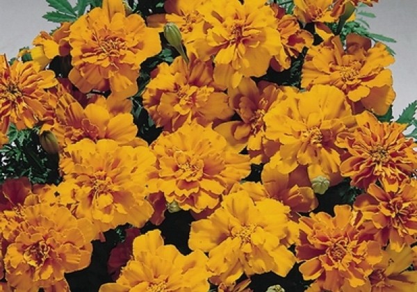 Tagetes patula Safari Tangerine