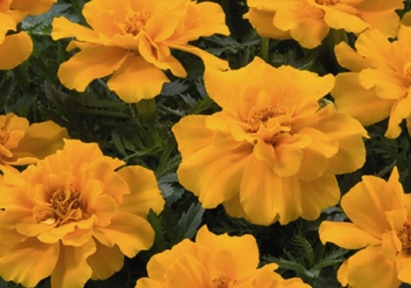 Tagetes patula Safari Orange
