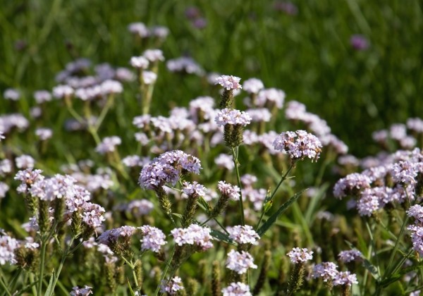 Verbena rigida Polaris