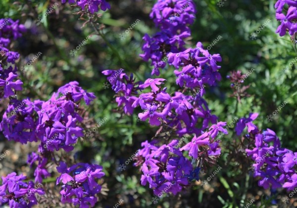 Verbena speciosa Imagination