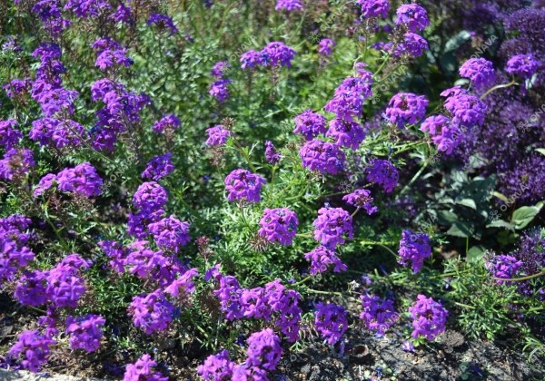 Verbena speciosa Imagination