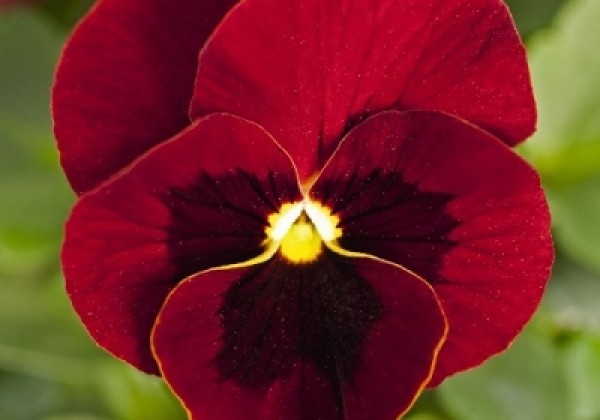 Viola cornuta Admire Red Blotch