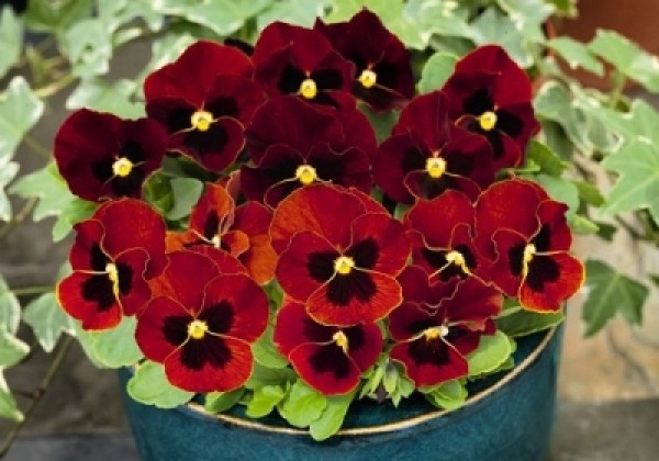 Viola cornuta Admire Red Blotch