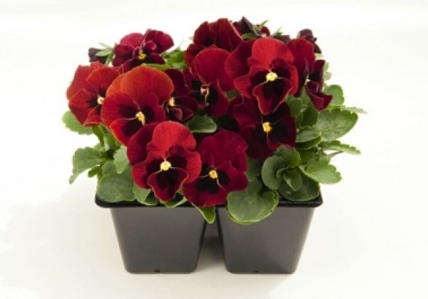 Viola cornuta Admire Red Blotch