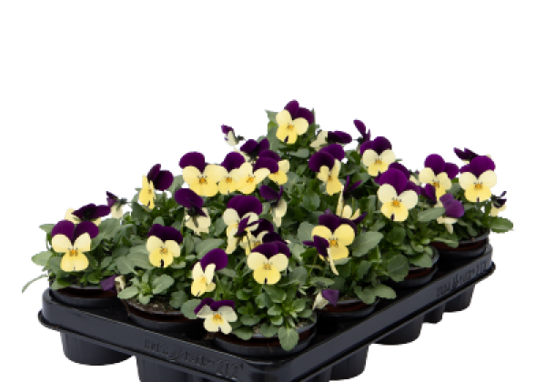 Viola cornuta Admire Limoncello Purple Wing