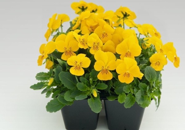 Viola cornuta Admire Yellow