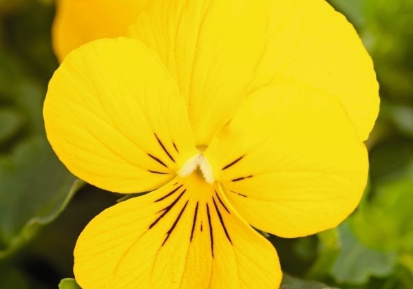 Viola cornuta Admire Yellow