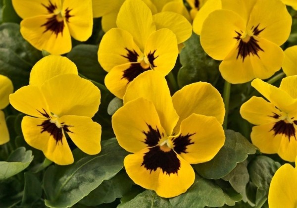 Viola cornuta Admire Yellow Blotch