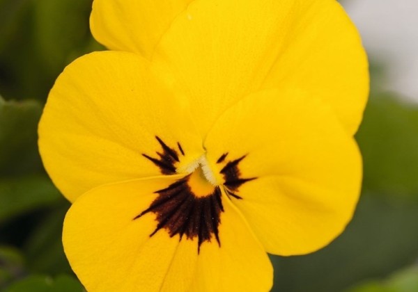 Viola cornuta Admire Yellow Blotch
