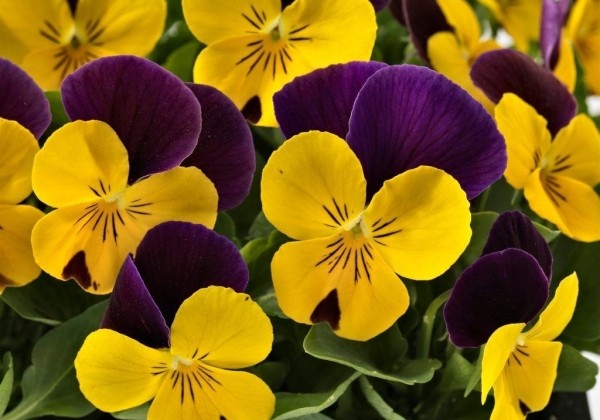 Viola cornuta Admire Yellow Purple Wing