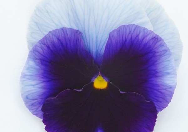 Viola wittrockiana Inspire PLUS Beaconsfield