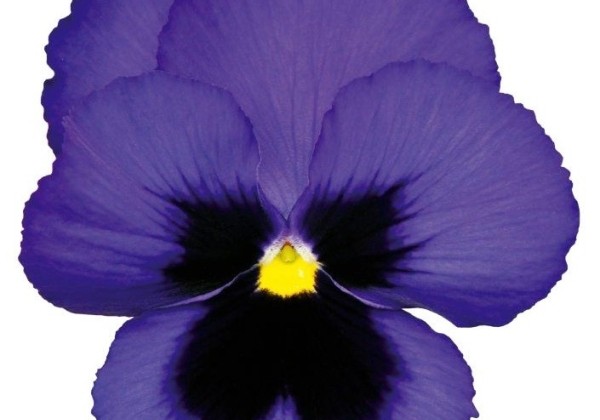Viola wittrockiana Inspire PLUS Blue Blotch