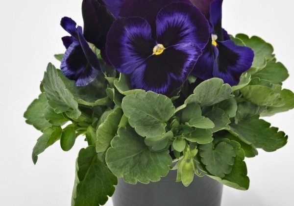 Viola wittrockiana Inspire PLUS Blue Velvet