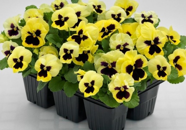 Viola wittrockiana Inspire PLUS Lemon Bloch