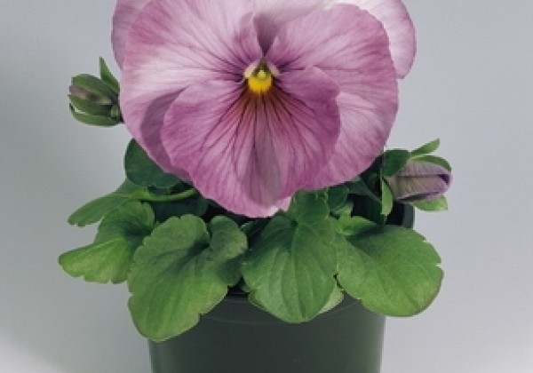 Viola wittrockiana Inspire Lilac Shades