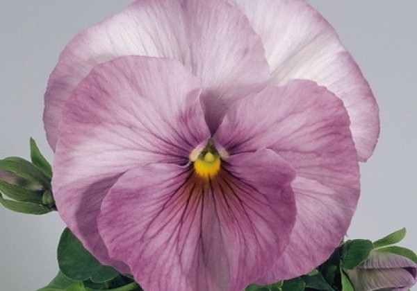 Viola wittrockiana Inspire Lilac Shades