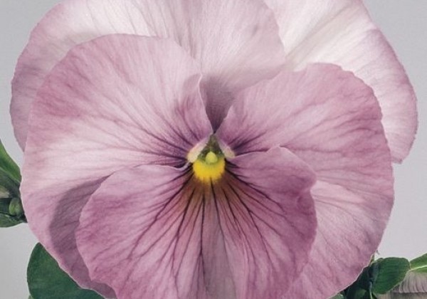 Viola wittrockiana Inspire Lilac Shades