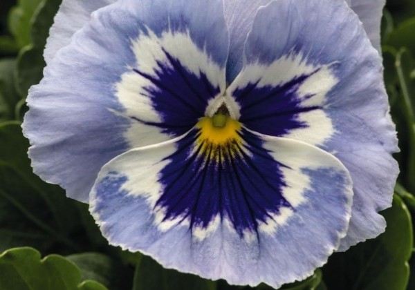 Viola wittrockiana Inspire PLUS Marina