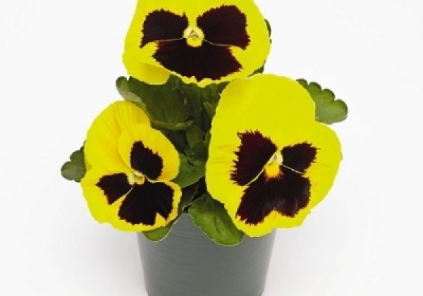 Viola wittrockiana Inspire PLUS Yellow Blotch