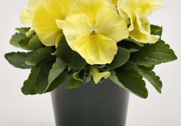 Viola wittrockiana Inspire PLUS Lemon