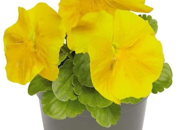 Viola wittrockiana Inspire PLUS Yellow