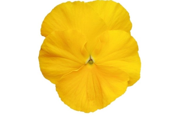 Viola wittrockiana Inspire PLUS Yellow