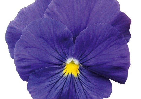 Viola wittrockiana Inspire PLUS True Blue
