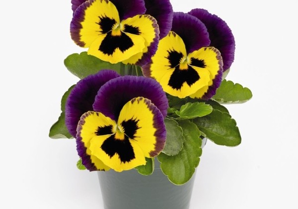 Viola wittrockiana Inspire PLUS Yellow Purple Face