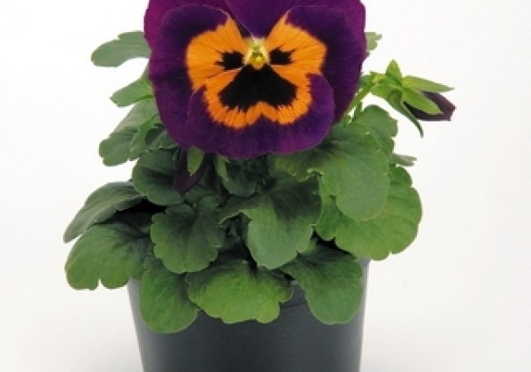 Viola wittrockiana Inspire Purple & Orange