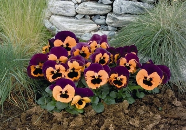Viola wittrockiana Inspire Purple & Orange