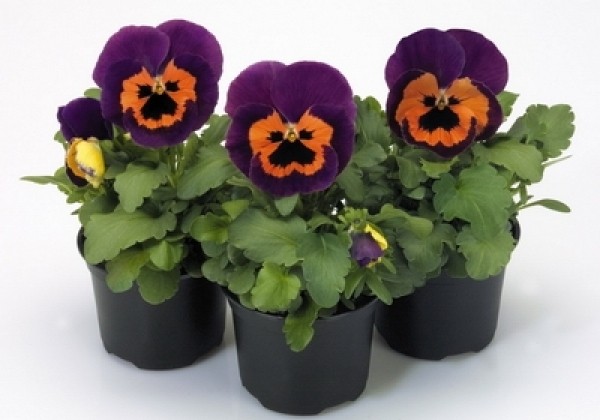 Viola wittrockiana Inspire Purple & Orange