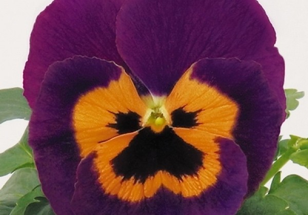 Viola wittrockiana Inspire Purple & Orange