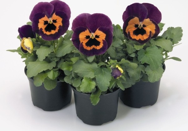 Viola wittrockiana Inspire Purple & Orange