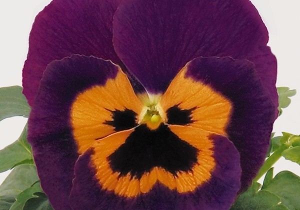 Viola wittrockiana Inspire Purple & Orange