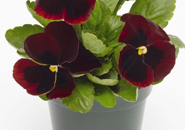 Viola wittrockiana Inspire PLUS Red Blotch