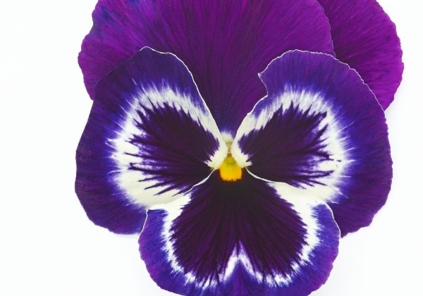 Viola wittrockiana Inspire PLUS Violet Face