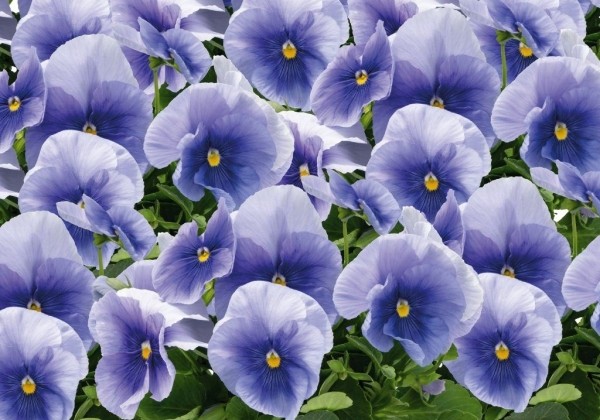 Viola wittrockiana Inspire PLUS Light Blue