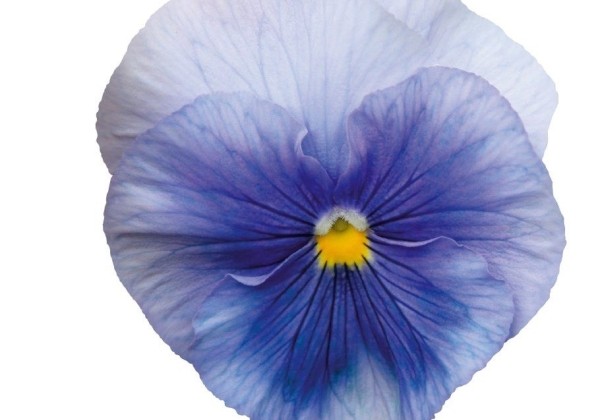 Viola wittrockiana Inspire PLUS Light Blue