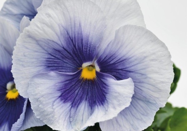Viola wittrockiana Inspire PLUS Metallic Blue shades