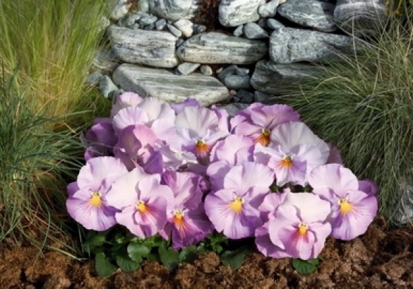 Viola wittrockiana Inspire Lavender Pink