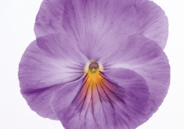 Viola wittrockiana Inspire Lavender Pink