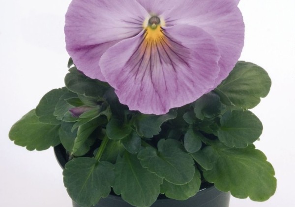 Viola wittrockiana Inspire Lavender Pink